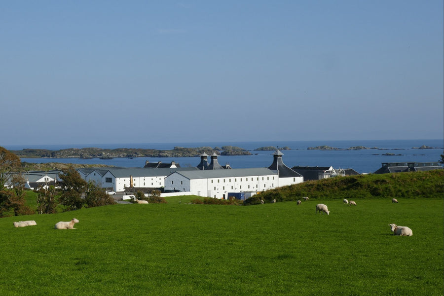 Blick auf eine traditionelle Whisky-Destillerie auf der Insel Islay, umgeben von grünen Wiesen mit weidenden Schafen, im Hintergrund das Meer mit kleinen Inseln.